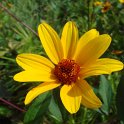 Heliopsis helianthoides 'Scabra Summer Night' fleur